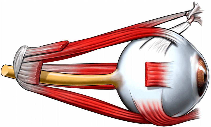 Searching for the Best Squint Eye Treatment? How Does Squint Eye Surgery in India Improve Squint Eye Alignment? Squint eye treatment in India
